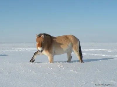 Как дикие лошади зимовали