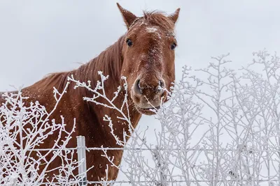 Картинки лошадь Зима Снег Животные