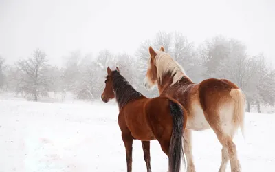 Скачать 2560x1600 лошади, зима, снег, пара обои, картинки 16:10