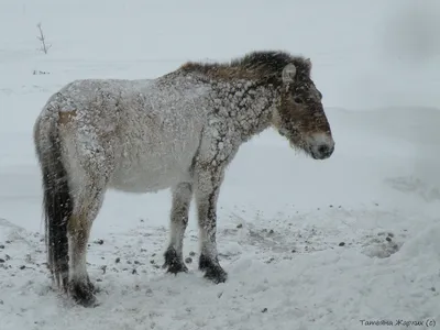 Лошади зимой картинки фотографии
