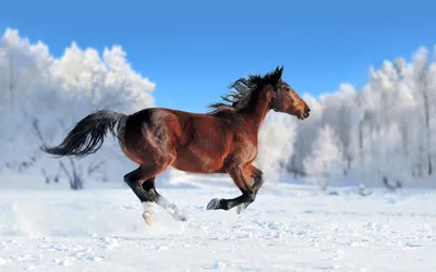 зима белизны лошади стоковое фото. изображение насчитывающей портрет -  17877750