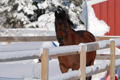 Скачать обои лошадь, снег, зима, конь, грива разрешение 2560x1600 #205897