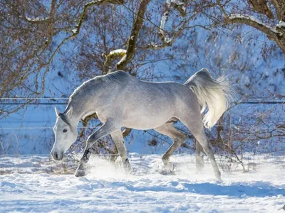 Сибирь приучает к холоду на удивление быстро: якутской лошади нипочем мороз  в 55 градусов (Helsingin Sanomat, Финляндия) | 07.10.2022, ИноСМИ