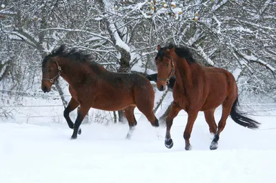 Лошади зимой: Фото в JPG, PNG, WebP | Коней зимой Фото №797687 скачать