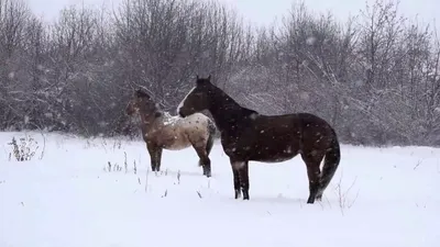 Фото Horse in Winter / Лошадь зимой, by the-frozen-bunny