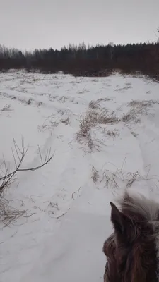 Лошади зимой. Конный фотограф в Красноярске — Любовь Похабова | Лошади,  Фотограф, Любовь