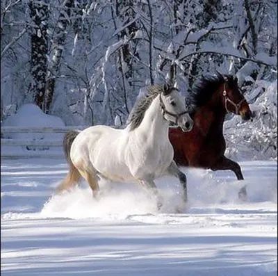 Обои лошадь, зима, снег, лес картинки на рабочий стол, фото скачать  бесплатно