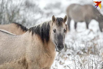 лошади зимой - онлайн-пазл
