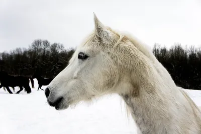 Акварельная лошадь зимой изолированный белый фон | Премиум Фото