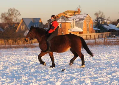 Зимняя фотосессия невесты | Лошадь и девушка фотография, Фотосессия, Лошади