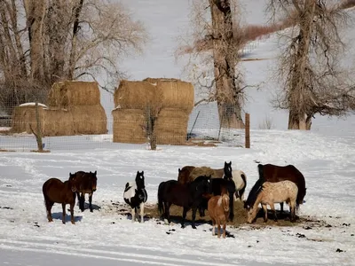 Фото Лошади Сани в упряжке зимой Животные