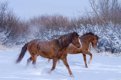 Лошади зимой (60 лучших фото)