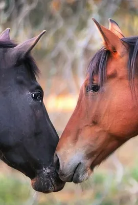 две маленькие лошадки смотрят друг на друга через поле, картинка милых  пони, пони, лошадь фон картинки и Фото для бесплатной загрузки