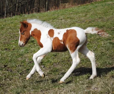 Самые маленькие лошадки в мире. ФОТО