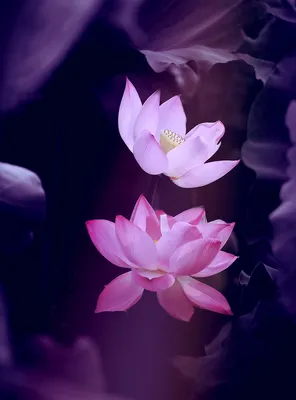 Картинка цветок лотоса png на прозрачном фоне