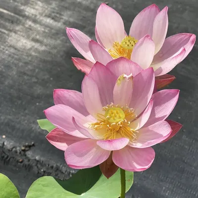 Лотос розовый Nelumbo pink купить, лотос водный - ризома!