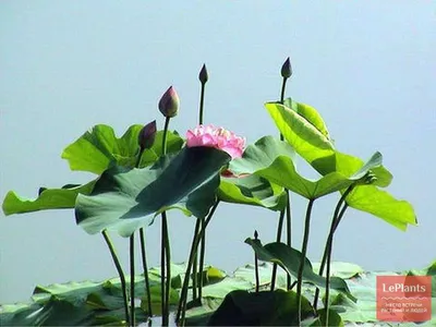Цветок лотоса живет в окрестностях Волжского три дня