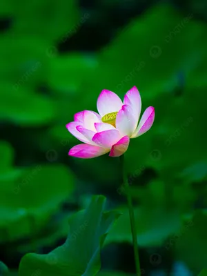 розовый лотос, скумбрия, цветок, зеленый, пейзаж, природа, HD обои для  телефона | Цветы лотоса, Цветок лотоса, Цветок