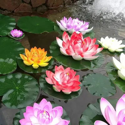 Цветок лотоса лотоса в дневном пруду с лотосами после дождя Фон И картинка  для бесплатной загрузки - Pngtree