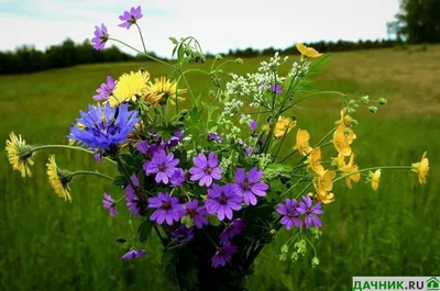 Самые красивые луговые цветы (50 видов с фото и описанием) | Дачник.RU |  Дзен
