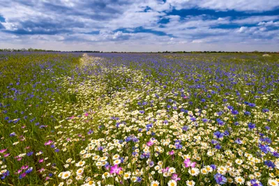 Этим летом полевые цветы в США особенно красивы: 6 мест, где можно  посмотреть на цветение - ForumDaily