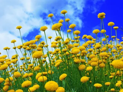 цветы, луговые , полевые, цветы, лето, небо, луг | Фотография цветов, Цветы,  Полевые цветы