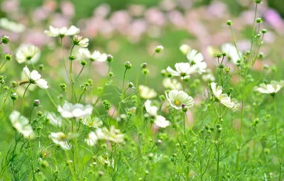 Полевые цветы: фото и названия растений, картинки луговых цветов