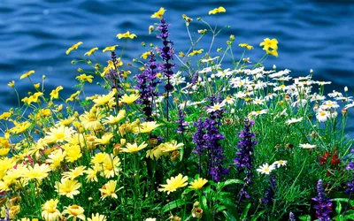Фото цветы полевые | 50 красивых фото
