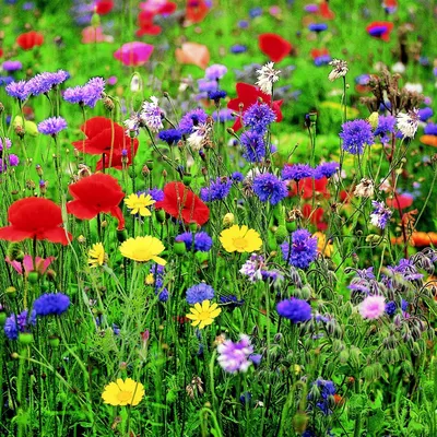 Цветочный Луг Цветок Луговые Цветы - Бесплатное фото на Pixabay - Pixabay
