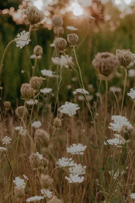 Белые луговые цветы с длинными пестиками - 60 фото
