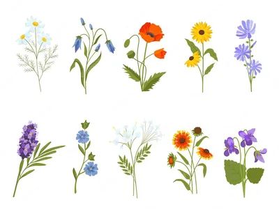 Раскраски цветов для маленьких детей. Раскраски для детей. Полевые и луговые  цветы | Детские раскраски, Раскраски, Полевые цветы