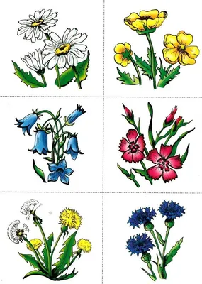 Полевые цветы. Обучающие карточки на картоне с познавательным текстом  купить по цене 160 ₽ в интернет-магазине KazanExpress