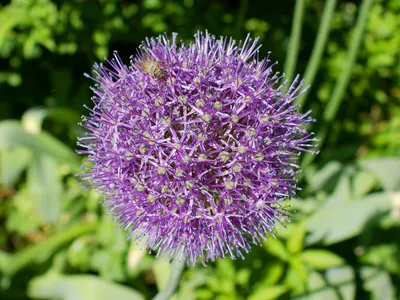 Лук Суворова (Allium suworowii) /Анзур - «Легендарный лук Суворова. Много  витамина С и необычный вкус. » | отзывы