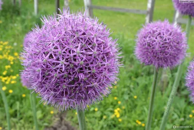 Лук Суворова (Allium Suworowii)