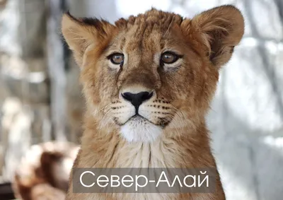 Король-львенок — Русский трейлер (2023) - YouTube