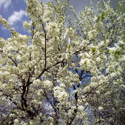 Обожаю май!) как раз в этом месяце природа просыпается и все расцвет  Спасибо Богу за эту красоту) Это восхитительно) #май#весна#п… | Природа,  Рисунки диснея, Цветы