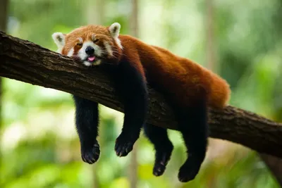 Однажды в лесу маленькая красная панда нашла дерево с надписью «Кто я?» и  узнала много интересного о себе» — создано в Шедевруме
