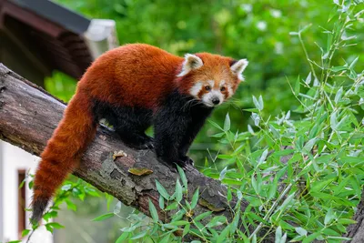 Красная Панда Животное - Бесплатное фото на Pixabay - Pixabay