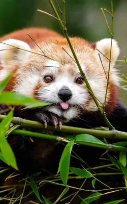 Красная панда, самое очаровательное животное Земли. | Пикабу