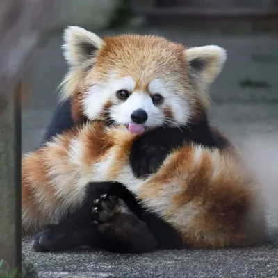 Редкая красная панда родилась в берлинском зоопарке: милое видео - Новости  в мире - 24 Канал