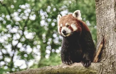 Малая панда или кошачий медведь. Узнайте удивительные факты об этом  милейшем создании | Восемь лап! | Дзен