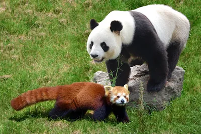Малая панда — Википедия | Дикие животные, Красная панда, Красные панды