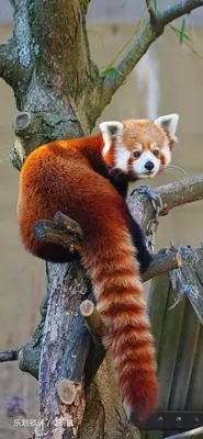 Красная панда» — создано в Шедевруме