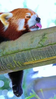 Красная панда и Firefox. Почему все думают, что это лиса? | IT Science |  Дзен