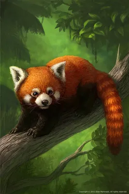 Il piccolo panda | Красные панды, Фотографии животных, Красная панда