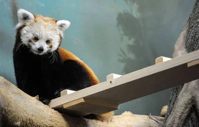 Малая Панда (Красная панда) | Фантастические животные | Дзен