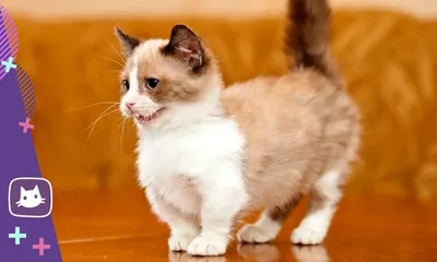 Самые маленькие породы кошек в мире | Пикабу