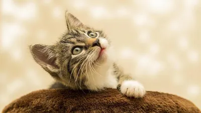 Картина на холсте (милые маленькие котята, котята милые, кошки милые, милые  котики животные) 30x40 интерьерная в комнату на стену , в спальню - купить  по низкой цене в интернет-магазине OZON (621221504)