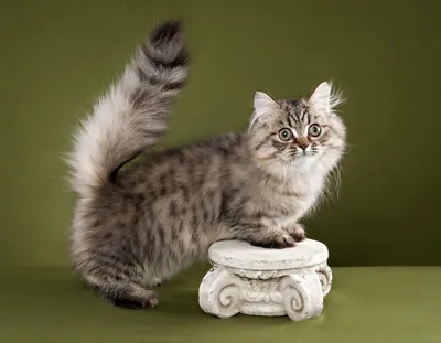 Самые маленькие в мире породы кошек, которые не растут
