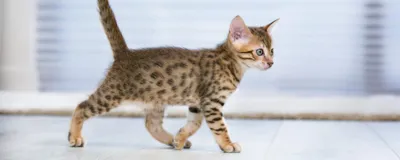 Самые маленькие кошки – фото и названия милых пород | OBOZ.UA